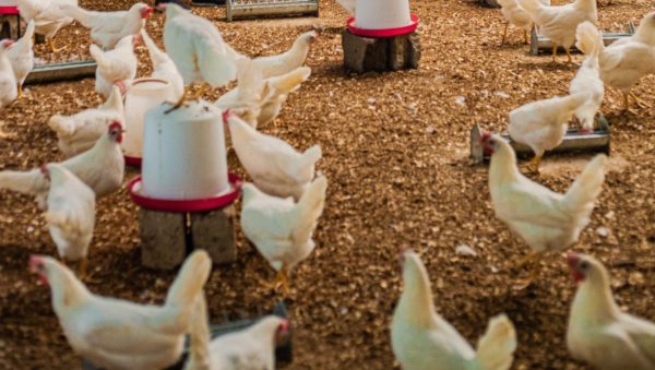 Chicken Manure