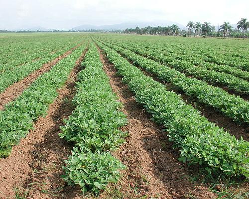 Groundnut-farming.jpg