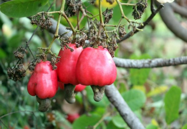 Cashew